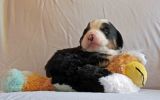 Filename=Bartlett_Day15_008.jpg
Filesize=97KiB
Dimensions=2285x1428
Date added=Jun 27, 2014 Bartlett_Day15_008.jpg