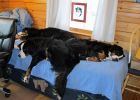 Filename=BiggerBed.jpg
Filesize=113KiB
Dimensions=700x500
Date added=Jan 21, 2013 BiggerBed.jpg