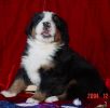 Filename=Bunnell30Days.jpg
Filesize=50KiB
Dimensions=627x613
Date added=Dec 16, 2004 Bunnell30Days.jpg