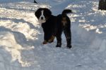 Filename=Cannon4months.JPG
Filesize=172KiB
Dimensions=639x425
Date added=Mar 13, 2011 Cannon4months.JPG