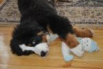 Filename=Cannon4months1.JPG
Filesize=173KiB
Dimensions=639x425
Date added=Mar 13, 2011 Cannon4months1.JPG