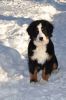 Filename=Cannon4months2.JPG
Filesize=129KiB
Dimensions=425x639
Date added=Mar 13, 2011 Cannon4months2.JPG