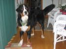 Filename=Carrigain.JPG
Filesize=215KiB
Dimensions=640x480
Date added=May 14, 2006 Carrigain.JPG