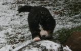 Filename=CascadeFirstSnow.jpg
Filesize=108KiB
Dimensions=1025x641
Date added=Nov 16, 2007 CascadeFirstSnow.jpg