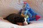 Filename=CaveLitter14DaysOld_018sf~1.jpg
Filesize=111KiB
Dimensions=1200x800
Date added=Jul 10, 2015 CaveLitter14DaysOld_018sf~1.jpg