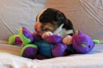 Filename=CaveLitter14DaysOld_024sf.jpg
Filesize=110KiB
Dimensions=1200x800
Date added=Jul 10, 2015 CaveLitter14DaysOld_024sf.jpg