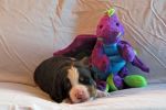 Filename=CaveLitter14DaysOld_026sf.jpg
Filesize=113KiB
Dimensions=1200x800
Date added=Jul 10, 2015 CaveLitter14DaysOld_026sf.jpg