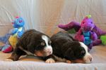 Filename=Cave_Litter_16_Days_old_008sf.jpg
Filesize=101KiB
Dimensions=1200x800
Date added=Jul 17, 2015 Cave_Litter_16_Days_old_008sf.jpg
