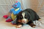 Filename=Cave_Litter_16_Days_old_014sf~0.jpg
Filesize=119KiB
Dimensions=1200x800
Date added=Jul 17, 2015 Cave_Litter_16_Days_old_014sf~0.jpg
