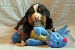 Filename=Cave_Litter_16_Days_old_021sf~0.jpg
Filesize=117KiB
Dimensions=1200x800
Date added=Jul 17, 2015 Cave_Litter_16_Days_old_021sf~0.jpg