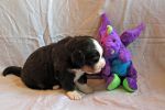 Filename=Cave_Litter_16_Days_old_027sf.jpg
Filesize=110KiB
Dimensions=1200x800
Date added=Jul 17, 2015 Cave_Litter_16_Days_old_027sf.jpg