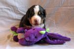 Filename=Cave_Litter_16_Days_old_039sf.jpg
Filesize=98KiB
Dimensions=1200x800
Date added=Jul 17, 2015 Cave_Litter_16_Days_old_039sf.jpg