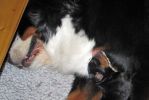 Filename=Cave_Litter_8_Days_Old_005sf.jpg
Filesize=112KiB
Dimensions=1699x1133
Date added=Jul 04, 2015 Cave_Litter_8_Days_Old_005sf.jpg