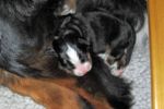 Filename=Cave_Litter_8_Days_Old_007sf.jpg
Filesize=105KiB
Dimensions=1767x1178
Date added=Jul 04, 2015 Cave_Litter_8_Days_Old_007sf.jpg