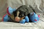 Filename=Cave_Litter_8_Days_Old_032sf~0.jpg
Filesize=105KiB
Dimensions=1518x1012
Date added=Jul 04, 2015 Cave_Litter_8_Days_Old_032sf~0.jpg