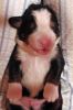 Filename=Coggin013.jpg
Filesize=101KiB
Dimensions=1236x1854
Date added=Nov 04, 2013 Coggin013.jpg