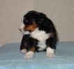 Filename=Crawford22Days.jpg
Filesize=34KiB
Dimensions=485x453
Date added=Dec 09, 2004 Crawford22Days.jpg