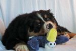 Filename=DaltonDay56_015.jpg
Filesize=104KiB
Dimensions=1200x800
Date added=Aug 08, 2014 DaltonDay56_015.jpg