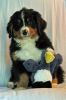 Filename=DaltonDay56_022.jpg
Filesize=98KiB
Dimensions=800x1200
Date added=Aug 08, 2014 DaltonDay56_022.jpg