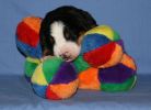 Filename=Day8Ripley.JPG
Filesize=76KiB
Dimensions=870x630
Date added=Oct 08, 2007 Day8Ripley.JPG