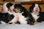 Filename=Day8puppies.JPG
Filesize=53KiB
Dimensions=652x432
Date added=Oct 08, 2007 Day8puppies.JPG