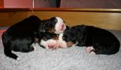 Filename=Day8puppies2.JPG
Filesize=79KiB
Dimensions=984x566
Date added=Oct 08, 2007 Day8puppies2.JPG
