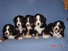 Filename=FabFive.jpg
Filesize=63KiB
Dimensions=800x600
Date added=Feb 18, 2006 FabFive.jpg