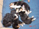 Filename=GettingBig.jpg
Filesize=115KiB
Dimensions=800x600
Date added=Feb 12, 2006 GettingBig.jpg
