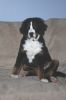 Filename=Gordie_3p5mos_1_emsf.jpg
Filesize=98KiB
Dimensions=324x486
Date added=Feb 21, 2011 Gordie_3p5mos_1_emsf.jpg