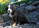 Filename=Grander11_5Weeks_Old4.jpg
Filesize=129KiB
Dimensions=1790x1279
Date added=Apr 25, 2010 Grander11_5Weeks_Old4.jpg