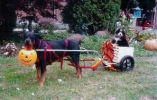 Filename=Halloween.jpg
Filesize=21KiB
Dimensions=297x188
Date added=May 25, 2006 Halloween.jpg
