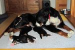 Filename=Happy_Family_Puppies_Day_11_011.jpg
Filesize=104KiB
Dimensions=1200x800
Date added=Nov 17, 2012 Happy_Family_Puppies_Day_11_011.jpg