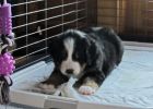 Filename=JacksonPuppies121312_003.jpg
Filesize=92KiB
Dimensions=1119x799
Date added=Dec 13, 2012 JacksonPuppies121312_003.jpg