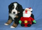 Filename=JacksonPuppiesDay35_018.jpg
Filesize=99KiB
Dimensions=1978x1413
Date added=Dec 11, 2012 JacksonPuppiesDay35_018.jpg