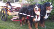 Filename=JasmineJaydeBraceJessicasf.JPG
Filesize=124KiB
Dimensions=975x521
Date added=Dec 11, 2006 JasmineJaydeBraceJessicasf.JPG