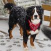 Filename=JeffersonFirstSnow102605.jpg
Filesize=158KiB
Dimensions=979x964
Date added=Nov 02, 2005 JeffersonFirstSnow102605.jpg