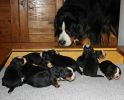 Filename=JeffeyandPupsDay13.jpg
Filesize=84KiB
Dimensions=1666x1333
Date added=Nov 18, 2010 JeffeyandPupsDay13.jpg