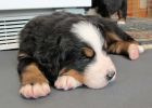 Filename=Jpuppies120412_014.jpg
Filesize=103KiB
Dimensions=1400x1000
Date added=Dec 04, 2012 Jpuppies120412_014.jpg