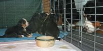 Filename=KessiePupsRipleyDay21.jpg
Filesize=72KiB
Dimensions=576x283
Date added=Nov 29, 2010 KessiePupsRipleyDay21.jpg