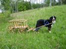 Filename=Kessie_with_Goat_Wagon_Rug_Picture.jpg
Filesize=143KiB
Dimensions=800x600
Date added=Jul 11, 2006 Kessie_with_Goat_Wagon_Rug_Picture.jpg