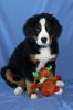 Filename=LAUKIE3Months_013.jpg
Filesize=89KiB
Dimensions=1044x1566
Date added=Feb 08, 2013 LAUKIE3Months_013.jpg