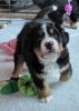 Filename=LafayettePuppies121312_007.jpg
Filesize=103KiB
Dimensions=1139x1594
Date added=Dec 13, 2012 LafayettePuppies121312_007.jpg