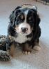Filename=LafayettePuppies121312_008.jpg
Filesize=96KiB
Dimensions=1046x1464
Date added=Dec 13, 2012 LafayettePuppies121312_008.jpg
