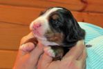 Filename=Lafayette_Puppies_Day_11_021.jpg
Filesize=107KiB
Dimensions=2608x1739
Date added=Nov 17, 2012 Lafayette_Puppies_Day_11_021.jpg