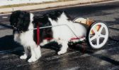 Filename=LargewheelTW.jpg
Filesize=94KiB
Dimensions=925x549
Date added=Dec 07, 2004 LargewheelTW.jpg