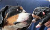 Filename=LaukieRiverLitterDay8_014.jpg
Filesize=108KiB
Dimensions=2280x1383
Date added=Jun 20, 2014 LaukieRiverLitterDay8_014.jpg