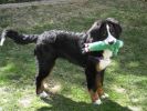 Filename=LieslAlmost5Months1.jpg
Filesize=103KiB
Dimensions=640x480
Date added=Apr 01, 2011 LieslAlmost5Months1.jpg