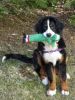 Filename=LieslAlmost5Months2.jpg
Filesize=101KiB
Dimensions=480x640
Date added=Apr 01, 2011 LieslAlmost5Months2.jpg