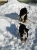 Filename=LieslandRudi.jpg
Filesize=94KiB
Dimensions=480x640
Date added=Jan 25, 2011 LieslandRudi.jpg