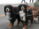 Filename=Littleton_8_28229.jpg
Filesize=113KiB
Dimensions=1152x848
Date added=Dec 01, 2014 Littleton_8_28229.jpg